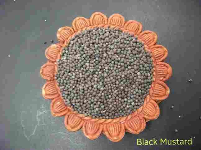 Black mustard 